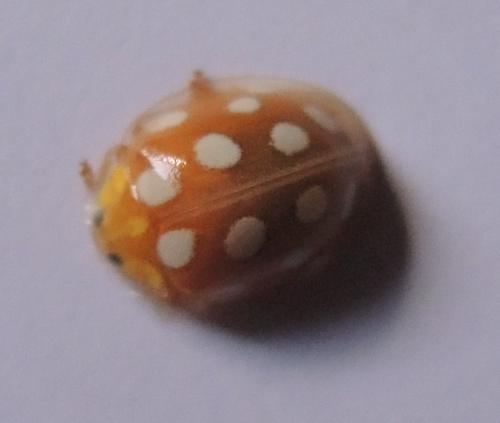 Halyzia sedecimguttata